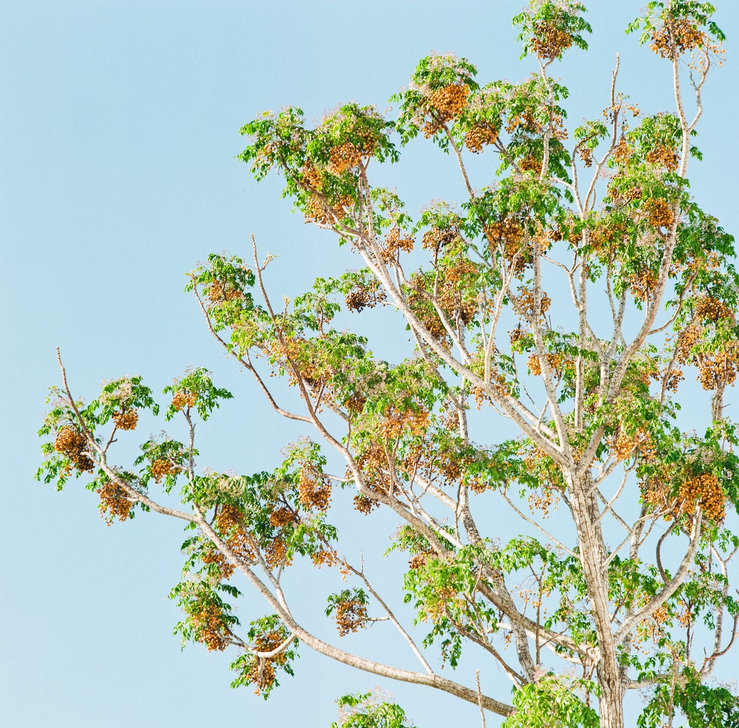 Mamiya 180mm f/4.5 Super C220 C330 Telephoto Lens