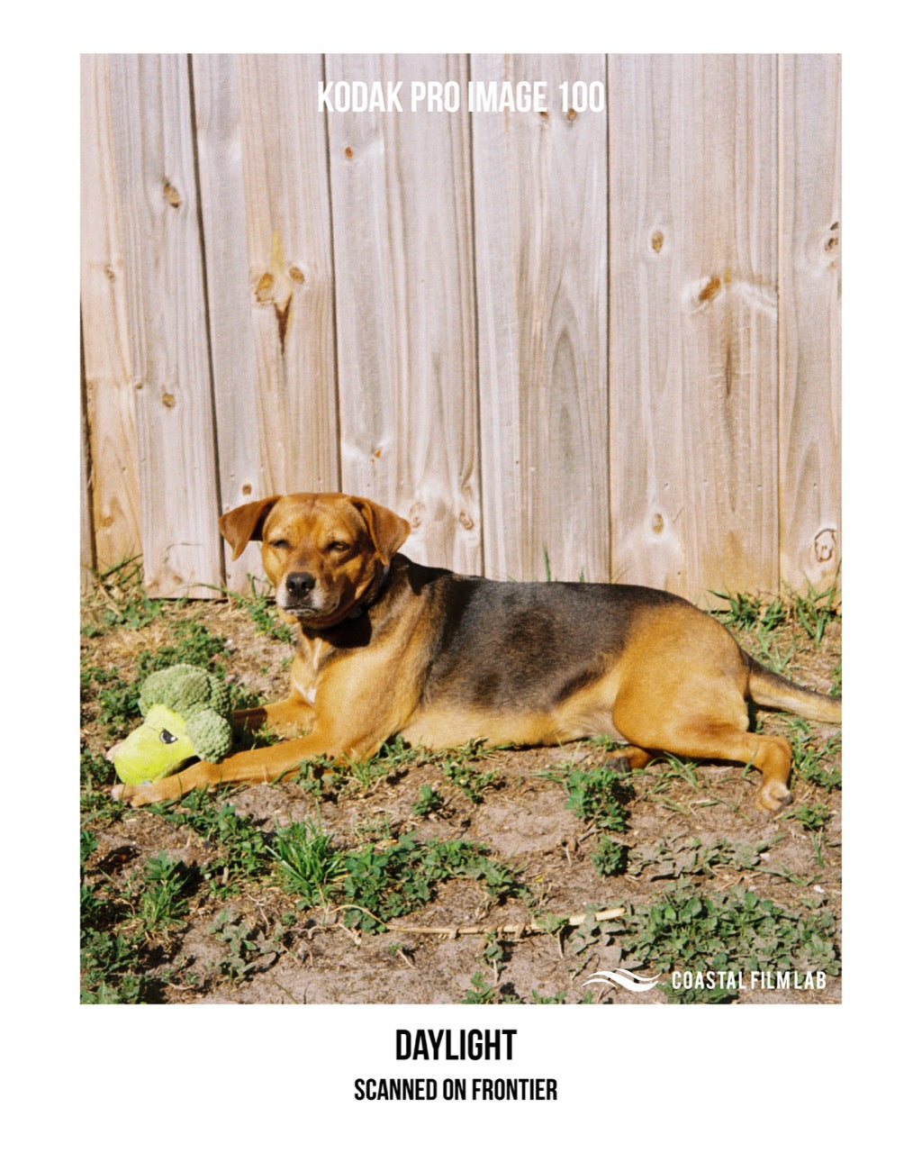 Kodak Professional Pro Image 100 35mm 36 Exp Color Negative Film