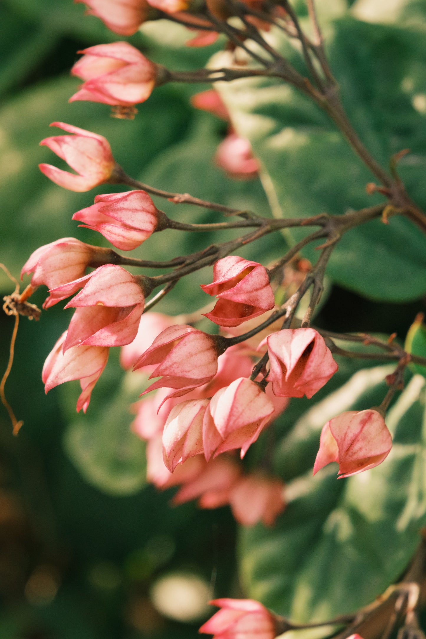 FUJIFILM X-T5 40.5mp Mirrorless Camera + 16-80mm f/4 Lens Kit