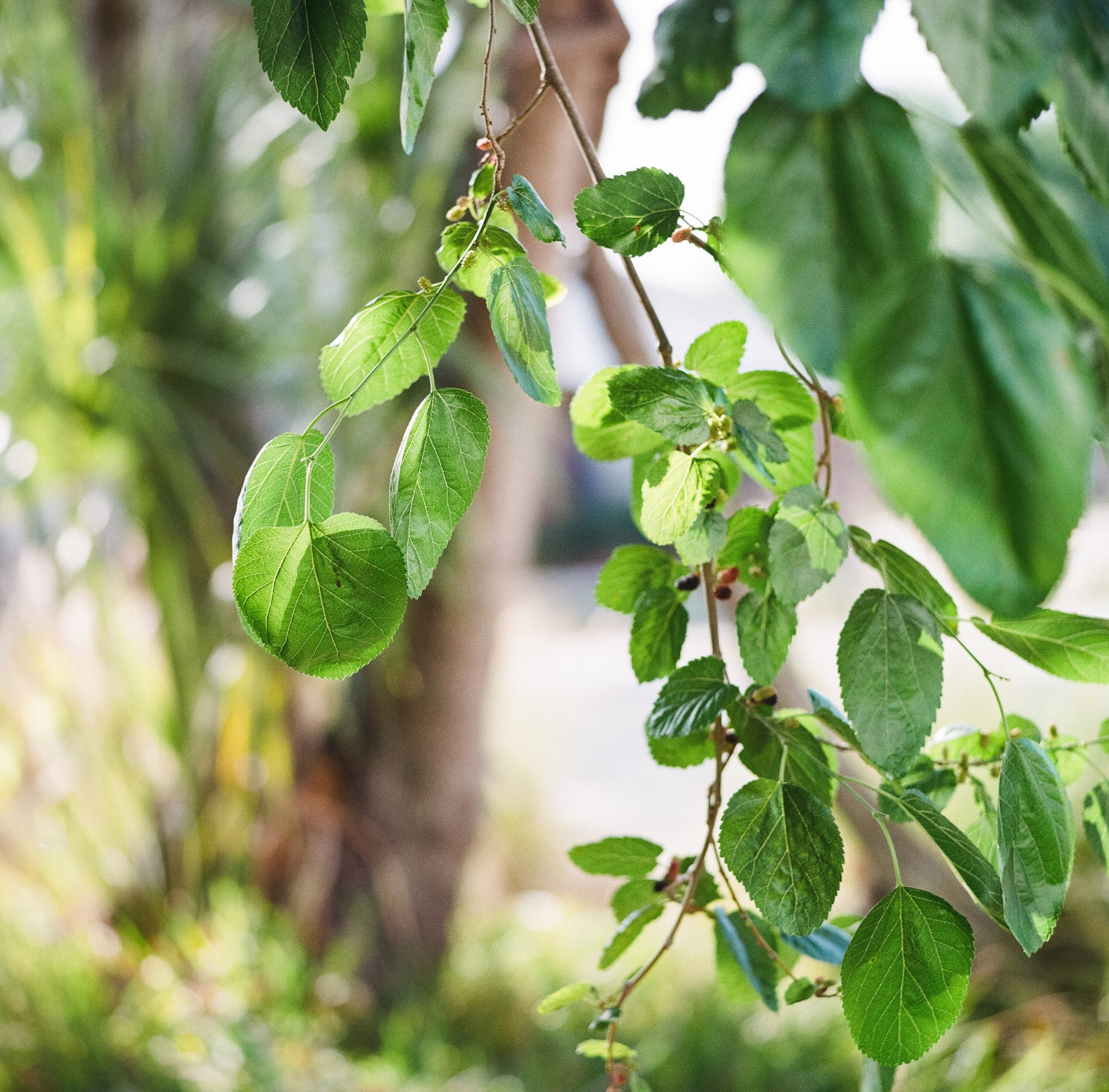 Mamiya C330 Professional 6x6 Medium Format TLR + 80mm F/2.8 Blue Dot Film Tested!