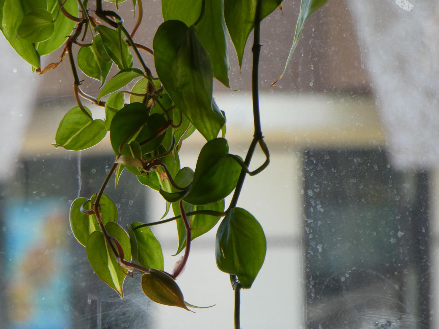 Panasonic Lumix DMC-ZS60 Digital Point & Shoot Digicam GX7 alternative